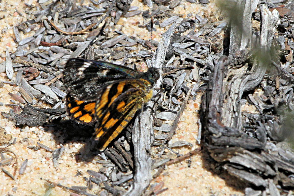 Orange Spotted Sun Moth (Synemon parthenoides)